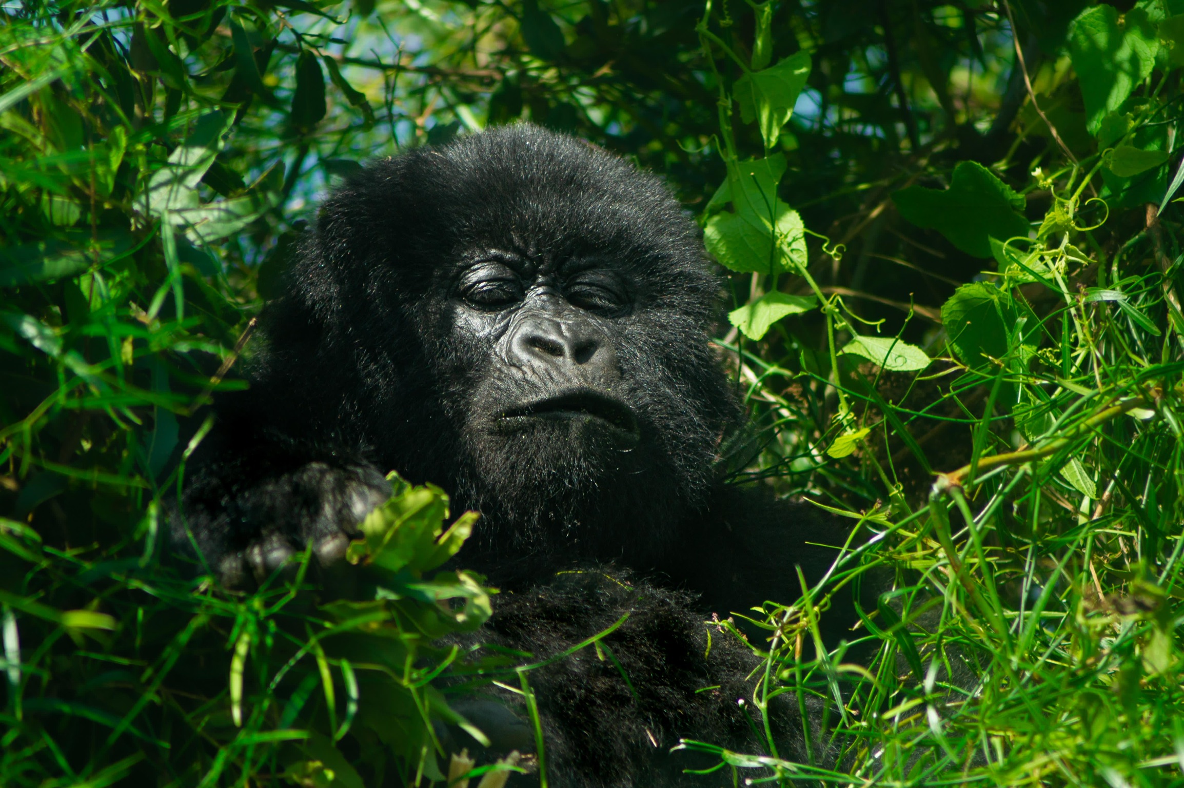 Mountain gorilla in Bwindi