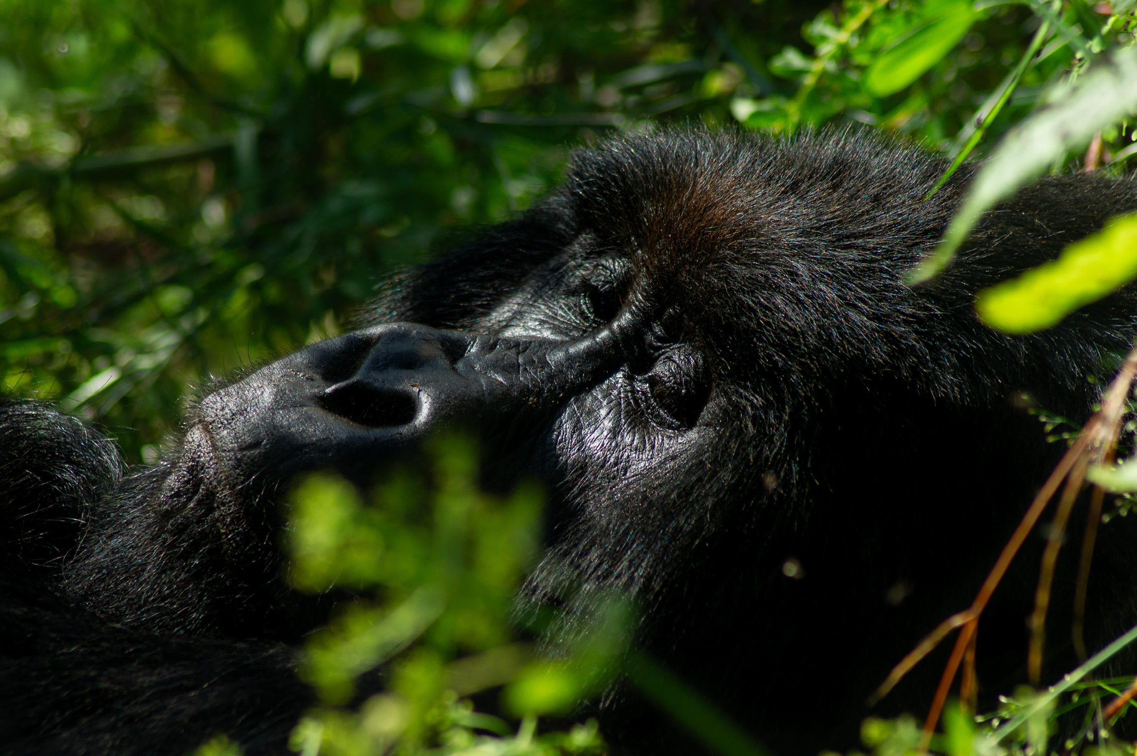 Close-up of gorilla face