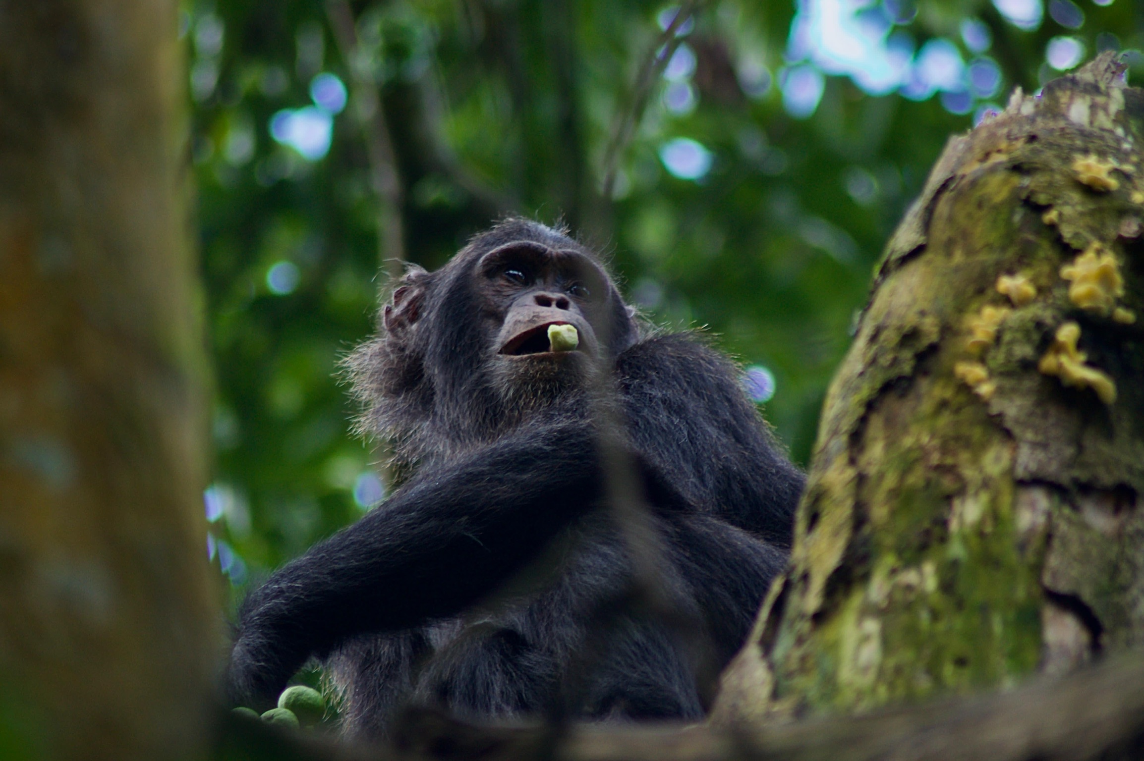 Chimpanzee in the forest