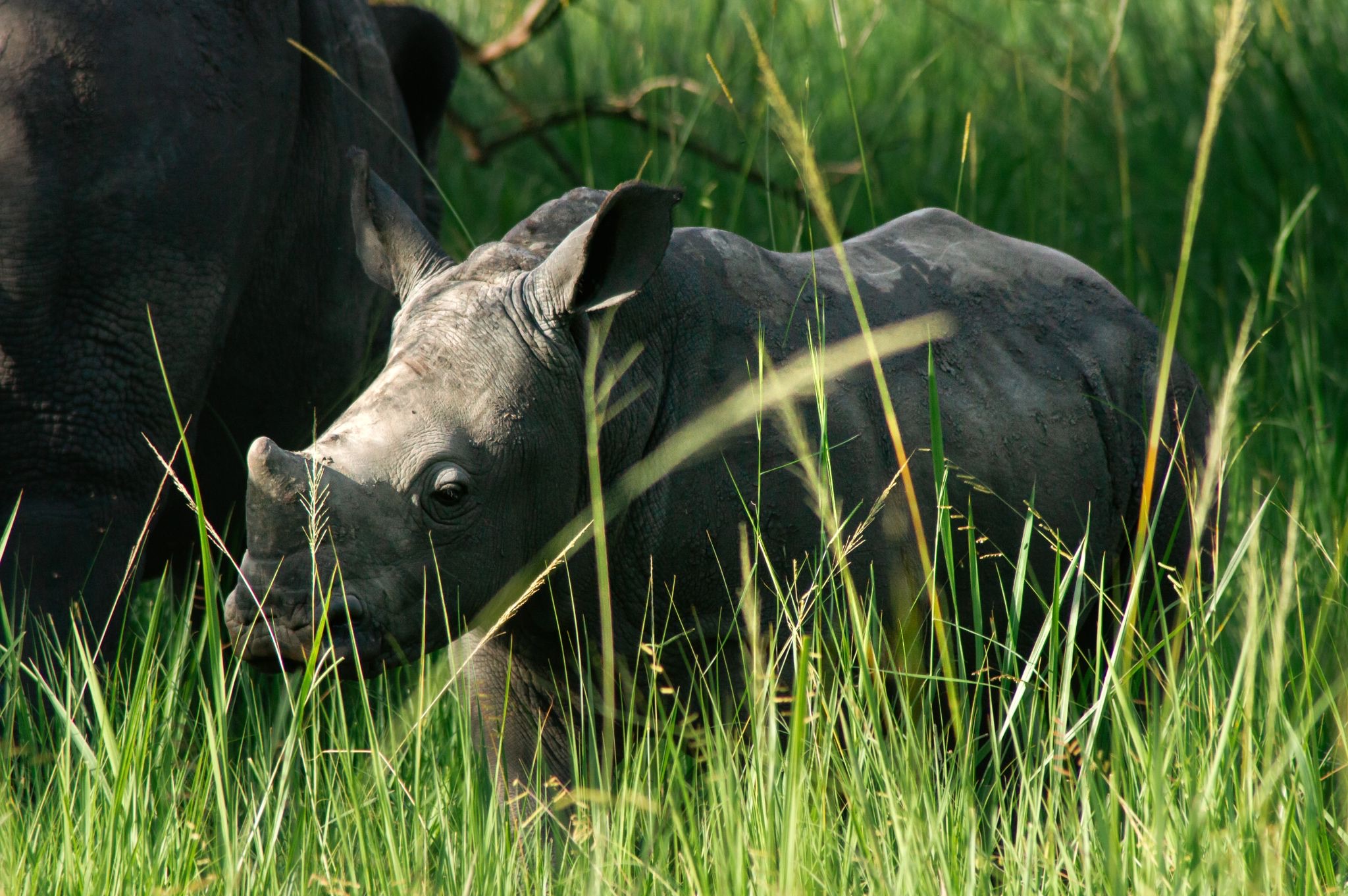 Baby rhino in the grass