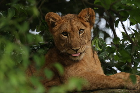 Lion cub in a tree