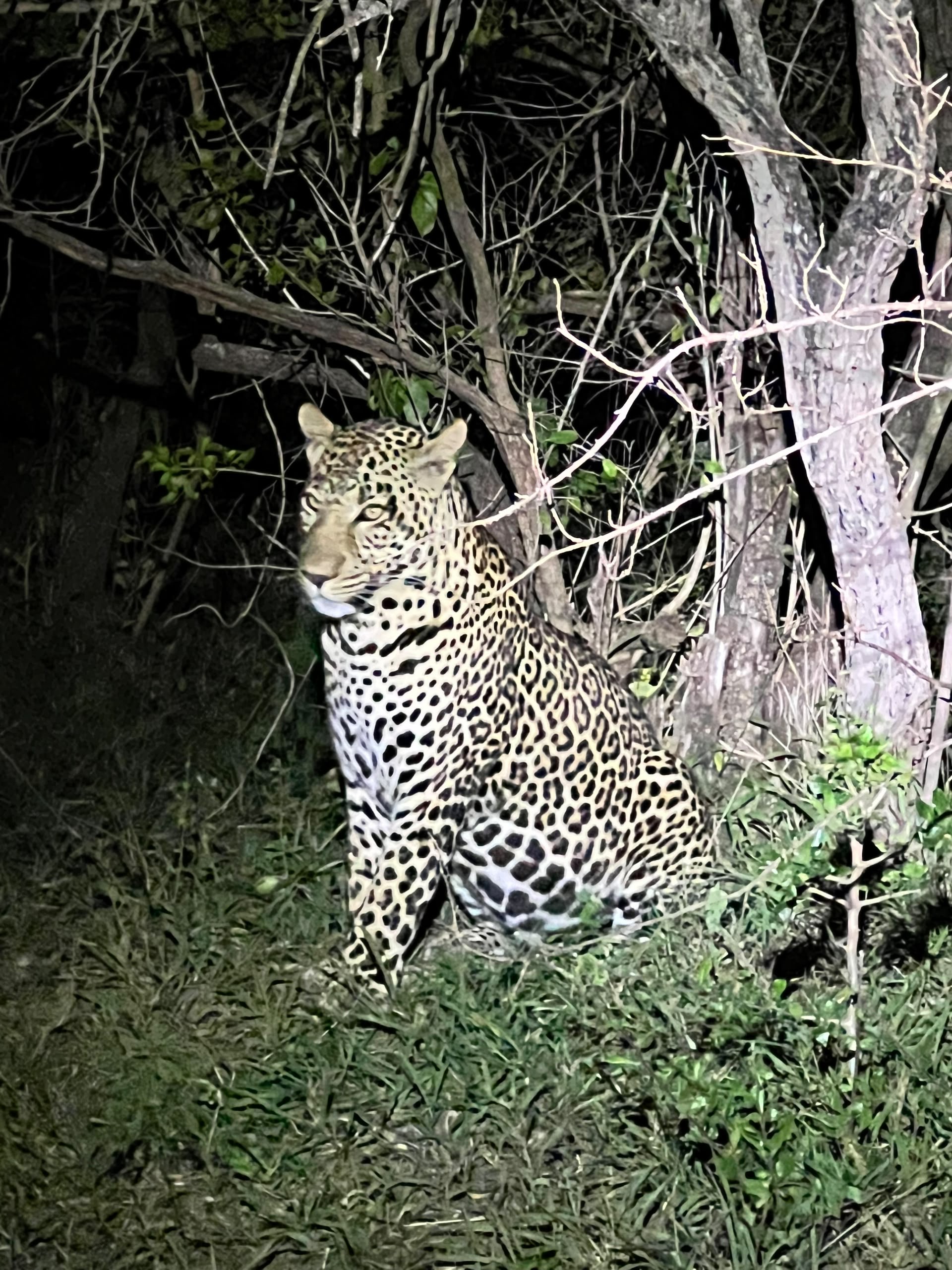 Tujje Safari