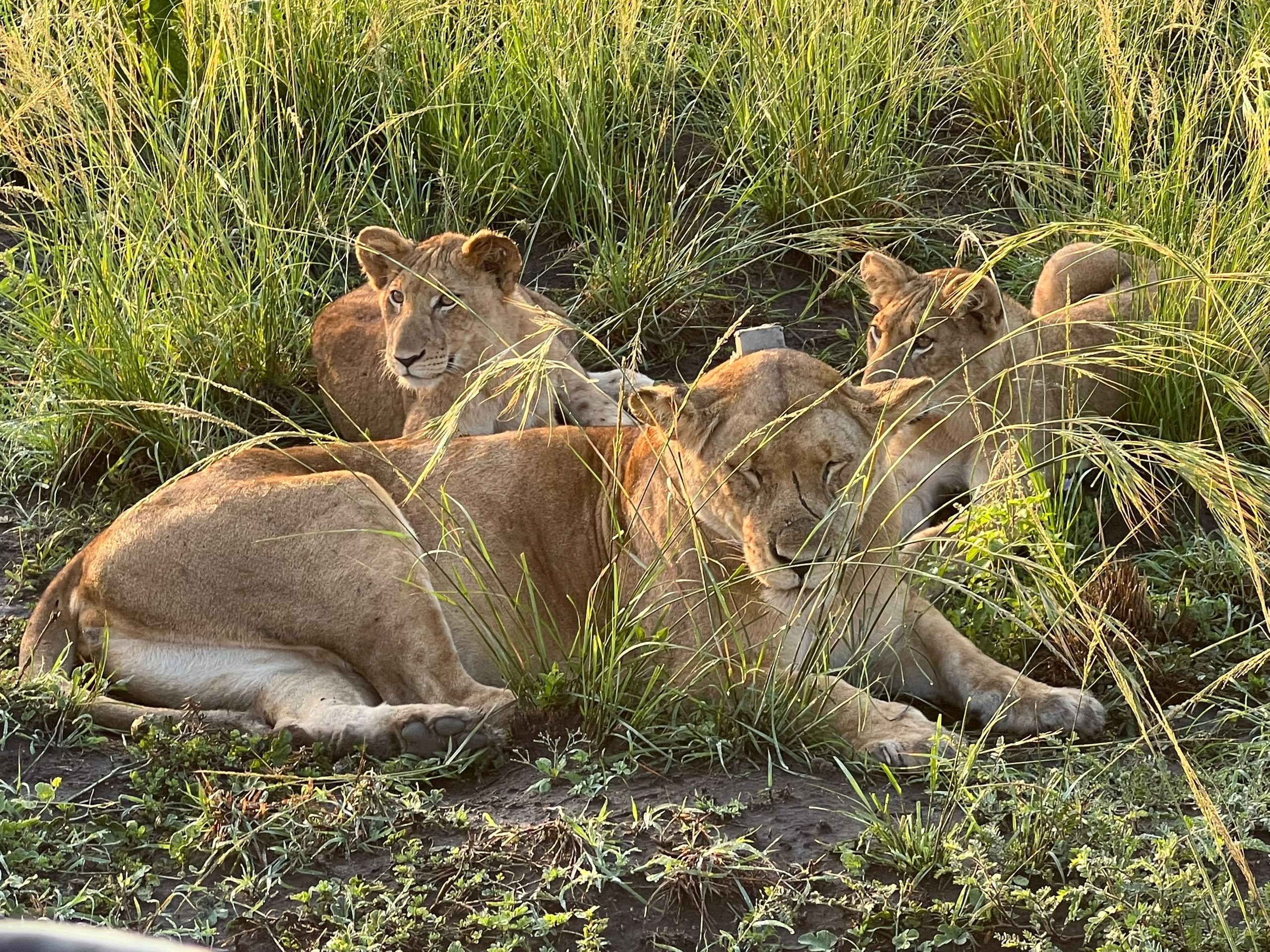 Tujje Safari