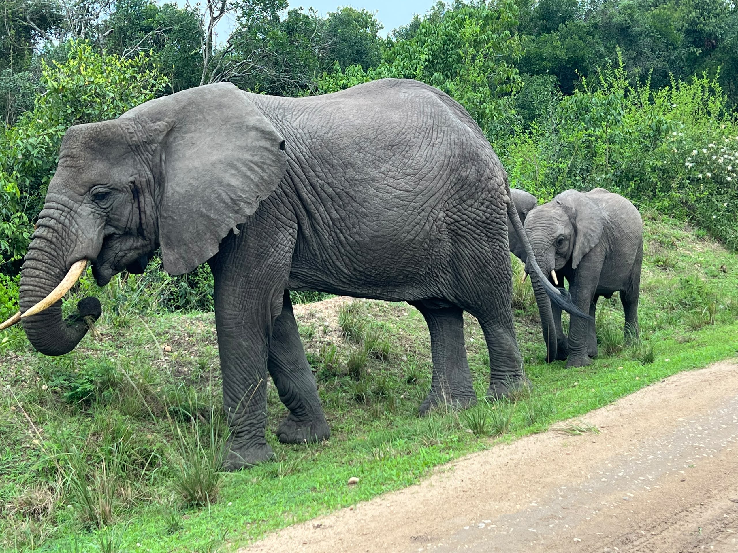 Tujje Safari