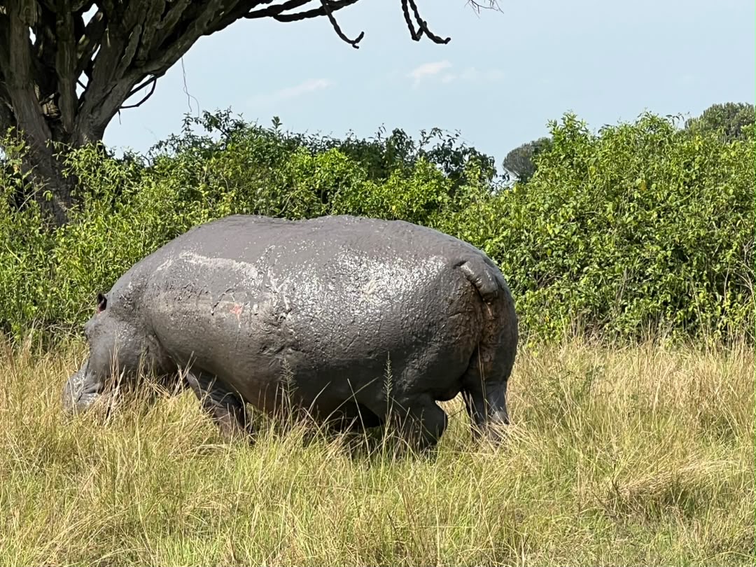 Tujje Safari