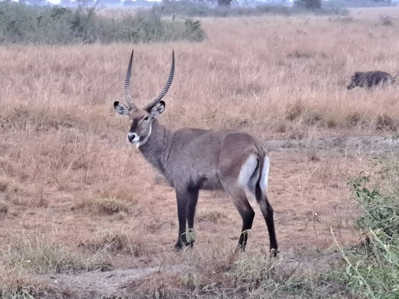 Tujje Safari