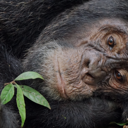 10 Days Gorilla And Big Game Safari