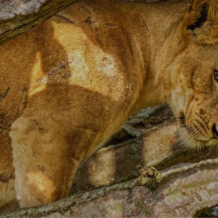 12 Days Gorilla And Big Game Safari