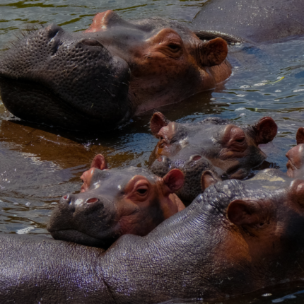 4 Days Murchison Falls Safari