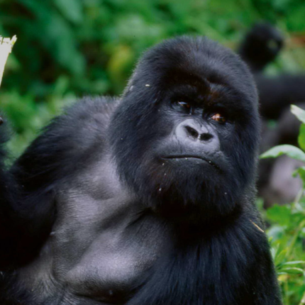 5 Day Gorilla Safari