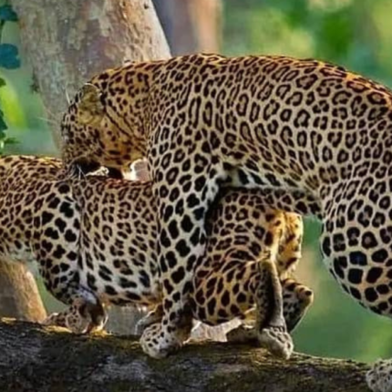 4 Day Kidepo Big Game Safari