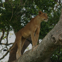 Ziwa Rhino Sanctuary