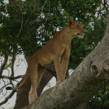 Ziwa Rhino Sanctuary