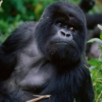 Bwindi Impenetrable National Park