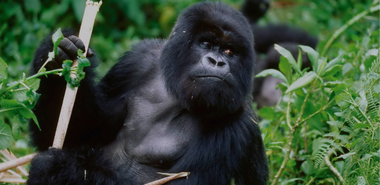 Bwindi Impenetrable National Park