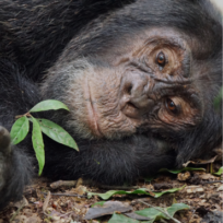 Kibale Forest National Park