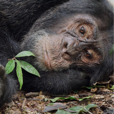 Kibale Forest National Park