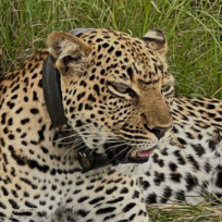 Queen Elizabeth National Park